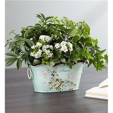 Peace & Healing&trade; Dish Garden