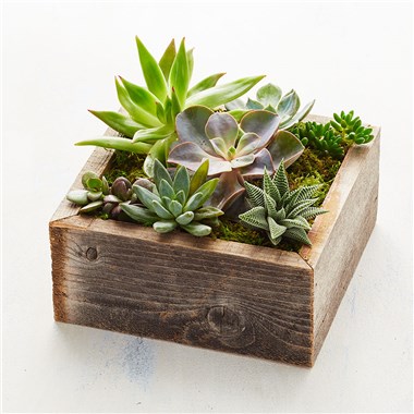 Reclaimed Wood Succulent Garden